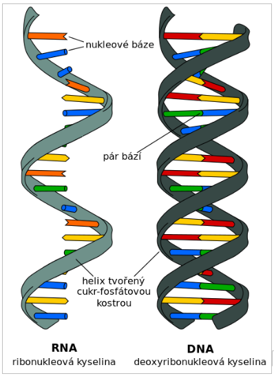 Jednoduché modely RNA a DNA