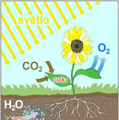Fotosyntéza u rostlin