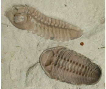 Trilobit