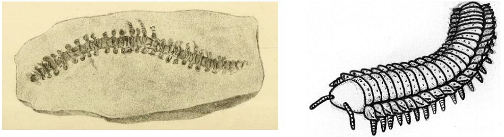 Mnohonožka Archidesmus – první suchozemský živočich