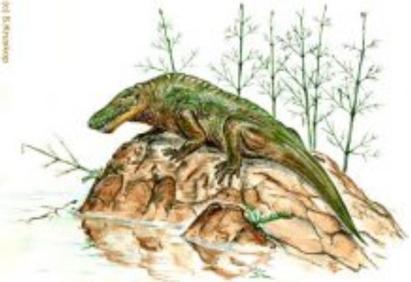 Tseajaia – k nám nejbližší obojživelník