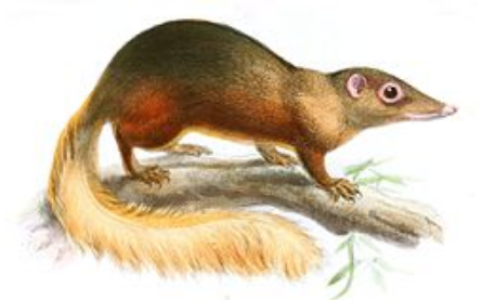 Tana - náš předek mezi dinosaury