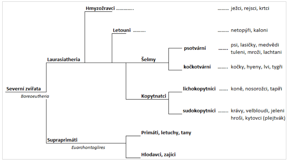 Schéma nám nejbližších linií savců