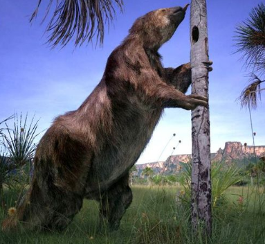 Megatherium - dnes je z něj lenochod