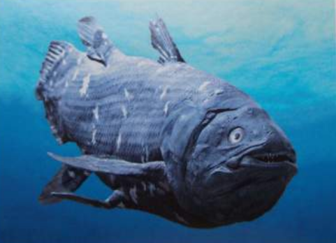 Latimerie podivná - 410 mil let stará, ale žijící ještě dnes