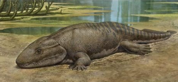 Ichtyostega - první skutečný obojživelník