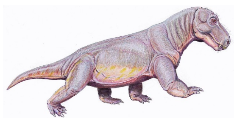 Jeden z člověčích předků – Parabradysaurus - Therapsid