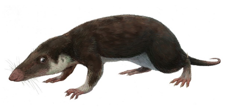 Morganucodon, jeden z nejstarších již kojících prasavců.