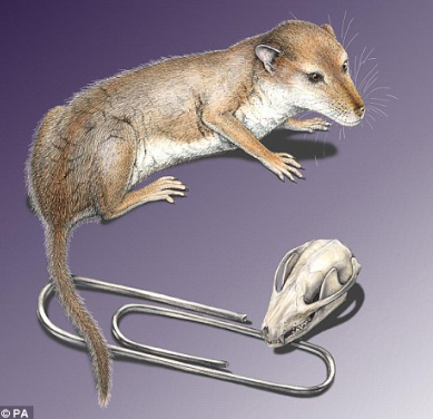 Hadrocodium, jeden z nejmenších prasavců,.