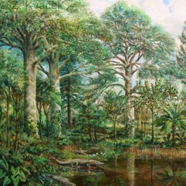 Sekvoje dosahovaly výšky 80 metrů