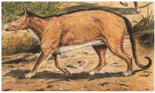 Protungulatum – před kopytnatcem – nejstarší prapředek kopytnatců