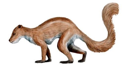 Plesiadapiformia -nejstarší ze skupiny savců podobných primátům