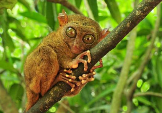 Tarsier – současná podoba původního Archiba Achilla – posledního společného předka všech primátů