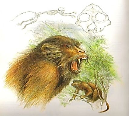 Aegyptopithecus - raný hominoid z Afriky