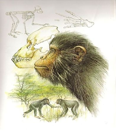Proconsul – společný předek lidoopů a lidí