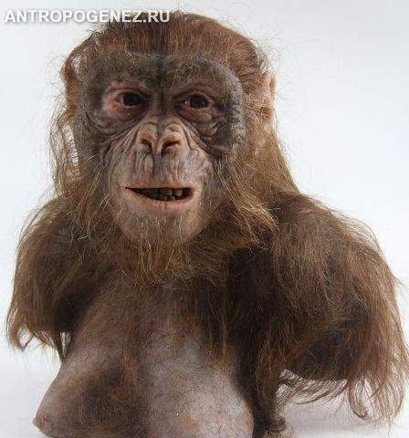 Ardipithecus – první známý předek člověka