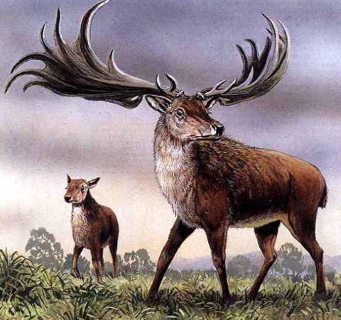 Megaloceros – irský los s obřím parožím