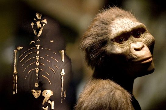 "Prababička" Lucy. Dnes by měla 3,2 miliony let, ale tehdy zemřela jako mladá, ale již dospělá a zralá žena ve věku 12 let